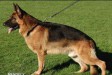 Wallas aus Agrigento
