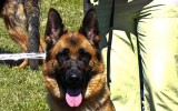 15.07.2012, Tula, Team Bulle Hof Goldy, 1. Pl. in der GHKL-H, BOB, CAC, BIG-1, BIS-2.