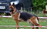 10.06.2012, Lipetsk, Team Bulle Hof Goldy, 1. Pl. in der GHKL-H, BOB; Richter FCI - Petrow. W.