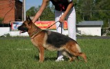 22.07.2012, Tula, Team Bulle Hof Goldy, 1. Pl. in der GHKL-H, BOB, CAC, BIG-1, BIS-1.