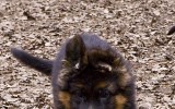 21.04.2016, 9,5 недель