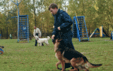 Oktober 2010, Hundeplatz.