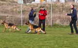 01.04.12, OG Bordesholm Zuchtschau (LG01), 2 V in der GHKL-H; Richter SV - Tortsten Kopp