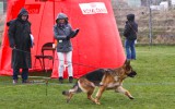 01.04.12, OG Bordesholm Zuchtschau (LG01), 2 V in der GHKL-H; Richter SV - Tortsten Kopp