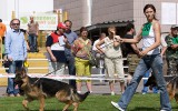 06.06.2010, Borispol (Ukraine), 1VV in der Welpen Klasse; Richter SV - Uwe Sprenger