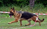 10.06.2012, Lipetsk, Team Bulle Hof Goldy, 1. Pl. in der GHKL-H, BOB; Richter FCI - Petrow. W.