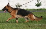 22.07.2012, Tula, Team Bulle Hof Goldy, 1. Pl. in der GHKL-H, BOB, CAC, BIG-1, BIS-1