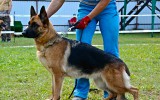 12.08.2012, Russische Siegerschau, Moskau, 6V in der GHKL-H, Richter SV - Peter Odermatt (Schweiz)