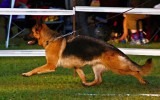 12.08.2012, Russische Siegerschau, Moskau, 6V in der GHKL-H, Richter SV - Peter Odermatt (Schweiz)