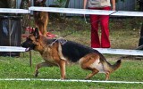 12.08.2012, Russische Siegerschau, Moskau, 6V in der GHKL-H, Richter SV - Peter Odermatt (Schweiz)