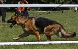 21.06.2014, Zuchtschau in Voronezh (Russland), 1V in der GHKL-H, Richterin RKF-FCI, Olga Larina