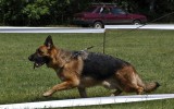 21.06.2014, Zuchtschau in Voronezh (Russland), 1V in der GHKL-H, Richterin RKF-FCI, Olga Larina