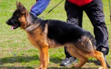 29. Mai 2011, Universalmeisterschaft Ukraine, 1. Pl., Baby Klasse, Richter SV, R. Brauch