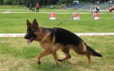 24. Juli 2011, Donezk, 1. Pl., Welpen Klasse, Richter - A. Rudolf