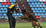 07.06.2014, Zuchtschau in Smolensk (Russland), 2 x 4V in der GHKL-H, Richters - E.Lutow, H. König