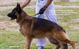 03.08.2014, Moskau, Siegerschau Russland, 3V in der GHKL-R, Richter SV - Wilchelm Nordsieg