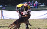 07.09.2014, Zuchtschau in Orjol, 1V in der GHKL-R, Richterin RKF-FCI, Olga Timofeeva.