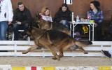 14.03.2015, &quot;Гран-При-2015&quot;, 3 Отл. в Рабочем классе кобелей, Судья СФ - Л. Швайкерт (Германия)