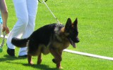 29. Mai 2011, Universalmeisterschaft Ukraine, 1. Pl., Baby Klasse, Richter SV, R. Brauch