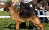 29.04.2012, Харьков (Украина), Team Bulle Hof Jolly, CW, ЛС, Судья - Франк Гольдлуст.