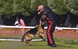 07.06.2014, Zuchtschau in Permj (Russland), 7V in der GHKL-H,  Richter FCI - Mark Renaut (Frankreich)