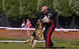 07.06.2014, Zuchtschau in Permj (Russland), 7V in der GHKL-H,  Richter FCI - Mark Renaut (Frankreich)