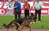 06.09.2014, BSZS, Nürnberg, Omen v. Radhaus Nachkommengruppe