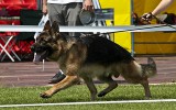 08.06.2014, Zuchtschau in Smolensk (Russland), 2SG in der JHKL-R, Richter SV - H. König (Detschland)