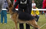 21.06.2014, Zuchtschau in Voronezh (Russland), 2SG in der JHKL-R, Richterin RKF-FCI, Olga Larina