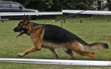 21.06.2014, Zuchtschau in Voronezh (Russland), 2SG in der JHKL-R, Richterin RKF-FCI, Olga Larina