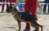 20.04.2013, Rostov, Süd-russische Zuchtschau, 1VV, Baby Klasse, Richter-Jose Graca Aranha (Brasil)