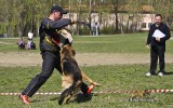 11.05.2015, Вологда, 3Отл. в Рабочем классе-сук, &quot;Лучшая защита среди сук&quot;, Судья РКФ-ФЦИ-ВУСФ - О. Гордеев