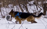 02.02.2014, Schutzdiens, 15,5 Monate alt