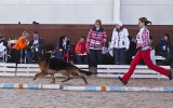 15.03.2015, &quot;Гран-При-2015&quot;, 2 Отл. в Рабочем классе кобелей, Судья ВУСФ - Х.-П. Феттен (Германия)