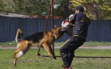 11.05.2015, Вологда, 1Отл. в Рабочем классе-кобелей, КЧК, Судья РКФ-ФЦИ-ВУСФ - О. Гордеев