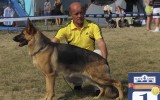 27.07.2013, Zuchtschau in Dnepropetrovsk (Ukraine), 1VV in der Welpen-Kl-H, Richter SV - Johan Mayer
