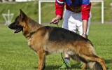 08.06.2014, Zuchtschau in Smolensk (Russland), 3SG in der JKL-R, Richter - H. König (Detschland)