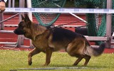 13.07.2014, LG-Zuchtschau, OG - Lehrte/Hannover (Deutschland), 6SG in der JKL-R, Richter SV - Hans-Peter Fetten