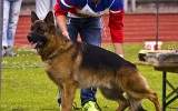 13.07.2014, LG-Zuchtschau, OG - Lehrte/Hannover (Deutschland), 6SG in der JKL-R, Richter SV - Hans-Peter Fetten