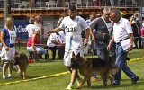 20.07.2014, LG-Zuchtschau Hessen-Süd, OG-Lorsch, 5SG in der JKL-R, Richter SV - Helmut Buß
