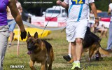 03.08.2014, Moskau, Siegerschau Russland,  3SG in der JHKL-H, Richter SV - Wilchelm Nordsieg