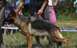 07.06.2014, Zuchtschau in Lipetsk (Russland), 2SG in der JKL-H, Richter - Kozores D. (Ukraine)