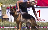 07.06.2014, Zuchtschau in Lipetsk (Russland), 2SG in der JKL-H, Richter - Kozores D. (Ukraine)