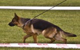 21.06.2014, Zuchtschau in Voronezh (Russland), 4SG in der JKL-H, Richterin RKF-FCI, Olga Larina