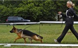 21.06.2014, Zuchtschau in Voronezh (Russland), 4SG in der JKL-H, Richterin RKF-FCI, Olga Larina