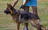 02.08.2014, Russische Siegerschau, Moskau, 9SG in der JKL-H, Richter SV - Wilchelm Nordsieck