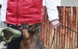 25.10.2014, 18 Monate alt, Schutzdienst