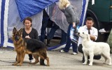 02.05.2014, Alle Rassen Ausstellung, Chabarovsk (Russland), 1VV, &quot;Best Puppy&quot;