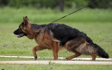 14.06.2014, Zuchtschau in Wladiwostok, 1VV in Welpen Kl-H (LSTH) und &quot;Best Welpe&quot;, Richter FCI - Dusan Trarnikar (Slovenien)