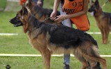 14.06.2014, Zuchtschau in Wladiwostok, 1VV in Welpen Kl-H (LSTH) und &quot;Best Welpe&quot;, Richter FCI - Dusan Trarnikar (Slovenien)
